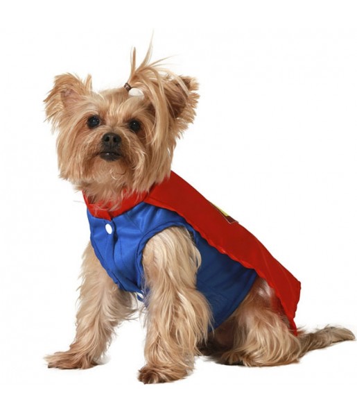 Déguisement Superman pour chien