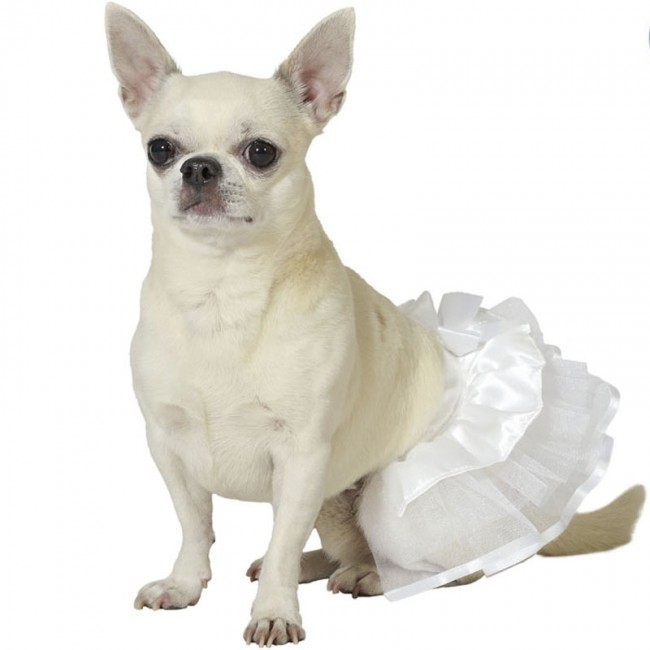Tutu pour chien discount