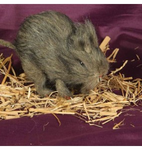 Souris avec Poils