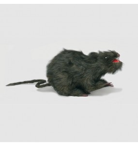 Rat en Plastique