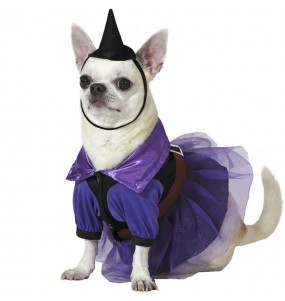 Costume pour chien Sorcière