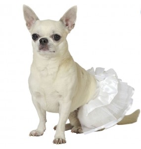 Costume pour chien Tutu blanc