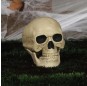 Crâne Squelette