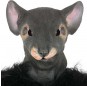 Masque Rat en latex